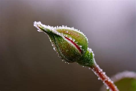 Top 10 Tips to Protect Plants from Frost: Ideas and Techniques for ...