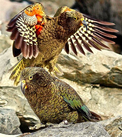 BARRY the BIRDER: Bird of the Year in New Zealand