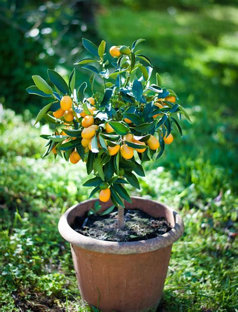 Best fast-growing fruit trees: 10 vigorous fruit trees to grow | Homes ...