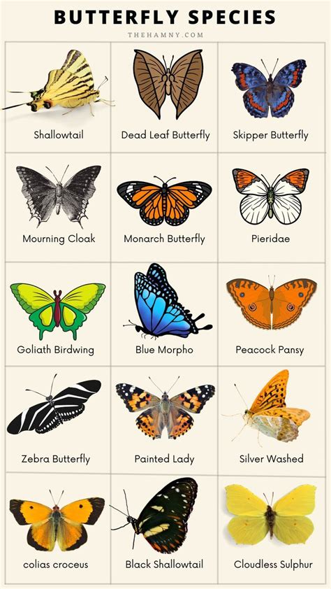 Butterfly Species Chart | Butterfly species, Types of butterflies ...