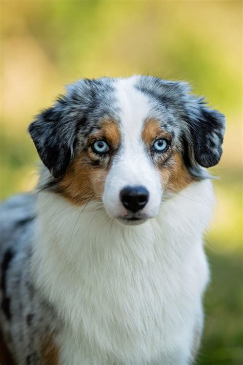 Australian Shepherd Puppies (25 Cute and Cuddly Pups) - Talk to Dogs