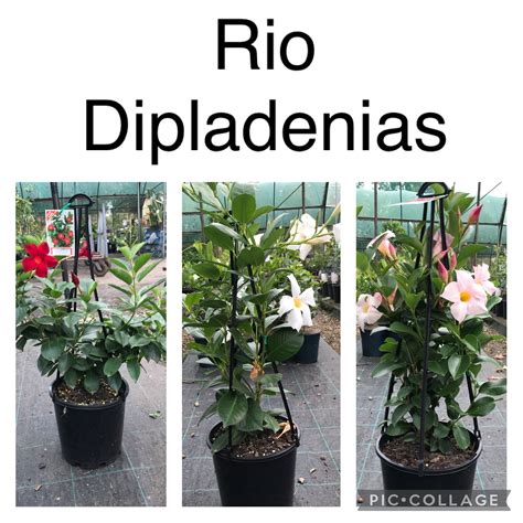 Rio dipladenia | Bravo Nursery