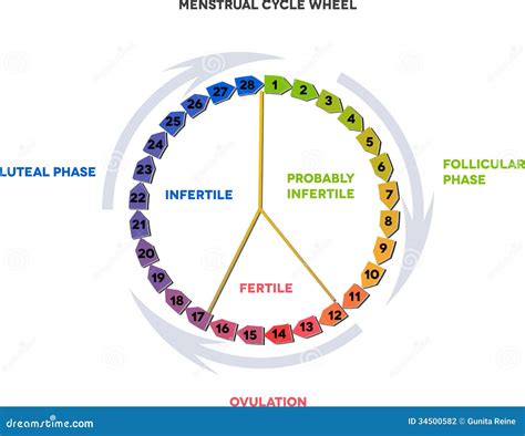 Roue de cycle menstruel illustration de vecteur. Illustration du ...