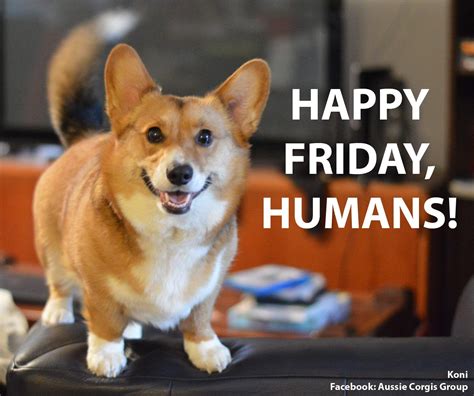 A Happy Friday Corgi Z Cute Puppies, Dogs And Puppies, Cute Dogs, Best ...