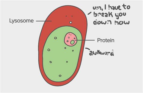 Lysosome Cartoon