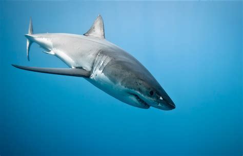 Tiburón Blanco (Carcharodon carcharias)