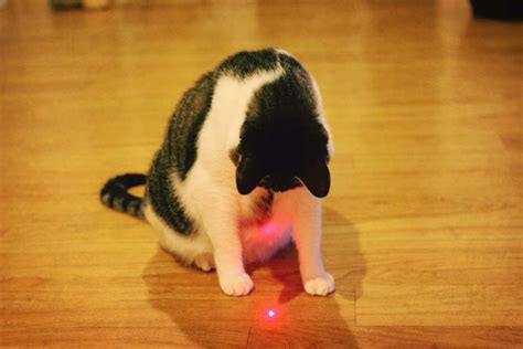 Chasing the red dot can make your dog or cat ‘crazy,’ ‘obsessed’