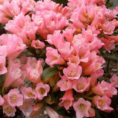 Razorbill Dwarf Rhododendrons - Buy Rhododendron Razorbill Online ...