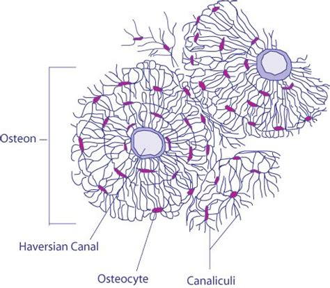 Quanto sono resistenti le ossa umane e com’è possibile che Bagnaia non ...