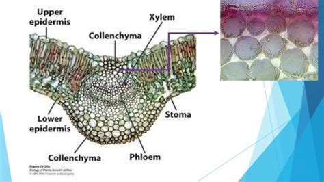 Biology STPM Collenchyma