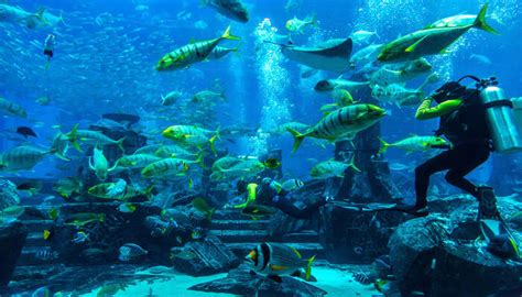 Scuba Diving In Dubai: Explore These 11 Underwater Locations In 2023