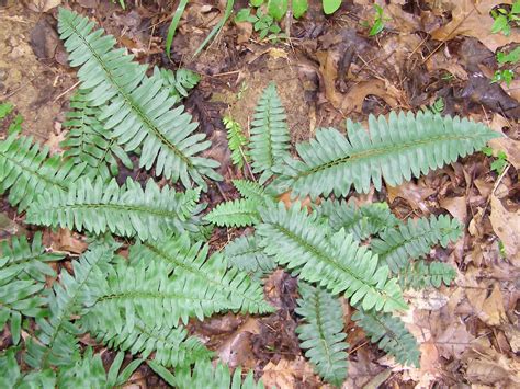 Blue Jay Barrens: Christmas Fern