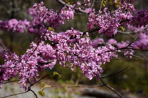 Hearts of Gold Redbud (Cercis canadensis 'Hearts of Gold') in Columbus ...