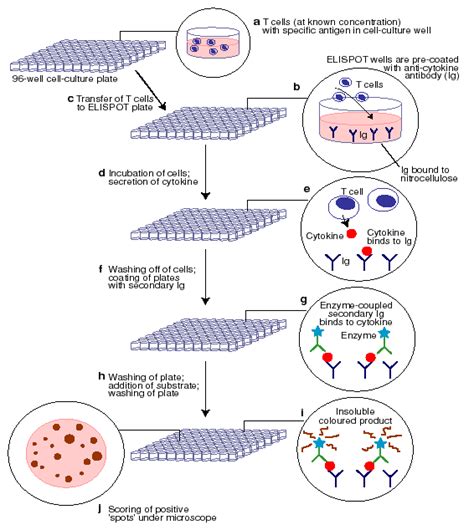 2 Steps of the Enzyme-Linked Immunosorbent SPOT (ELISPOT) assay. Figure ...