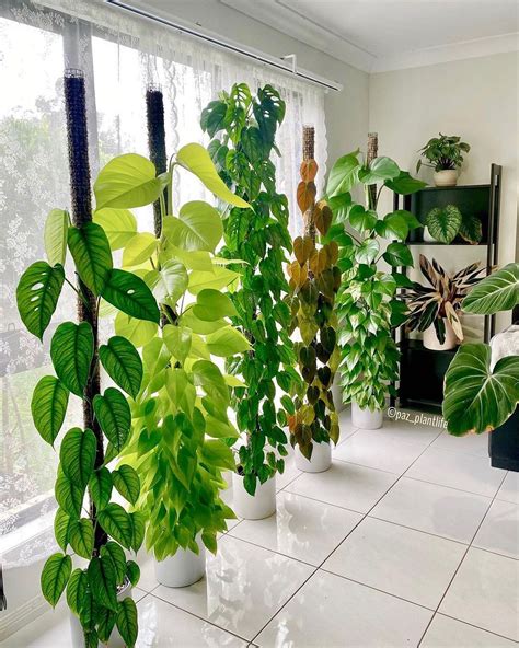 Share 132+ living room plant decor ideas latest - seven.edu.vn