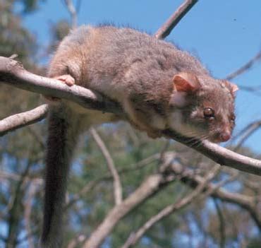 Ring-tailed Possum (Mammal)