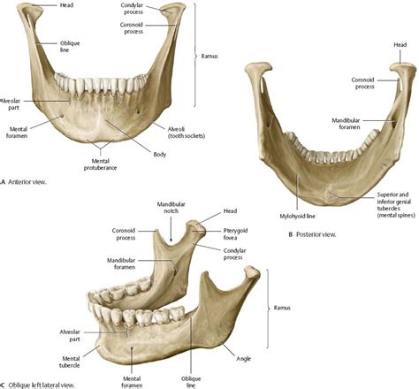 Jaw Bones Anatomy - Anatomical Charts & Posters