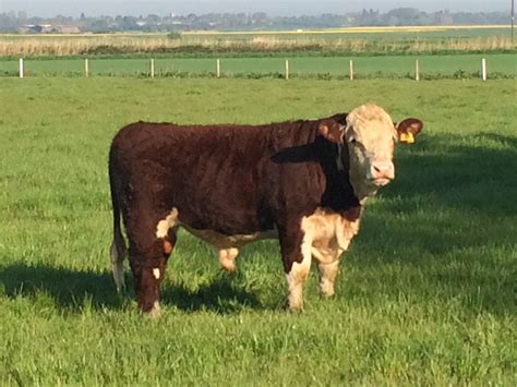 Polled Hereford Bulls Archives | Dan Fabb