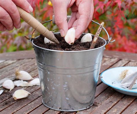 How to grow garlic in pots: expert tips for a good crop | Homes & Gardens