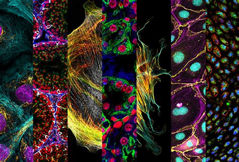 Picture Show: Immunofluorescence: Cell Press