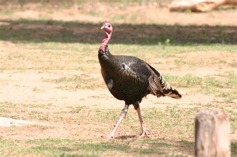 File:Wild Turkey Walking.jpg - Wikipedia