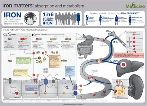 Iron Matters: Absorption and Metabolism | FX Medicine | Infographic, Medicine, Metabolism