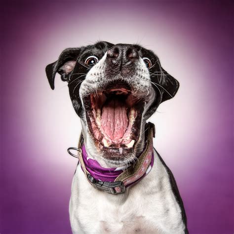 Funny (Dog) Faces ‹ Erblicken.com