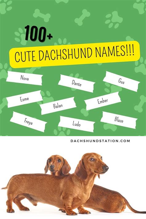 Top Unique Dachshund Names *2024*- Dachshund Station | Dachshund, Country dog names, Popular dog ...