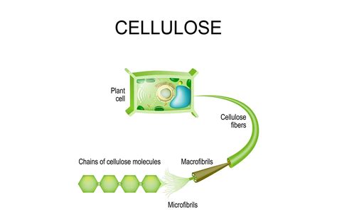 What Is Cellulose? Facts and Functions