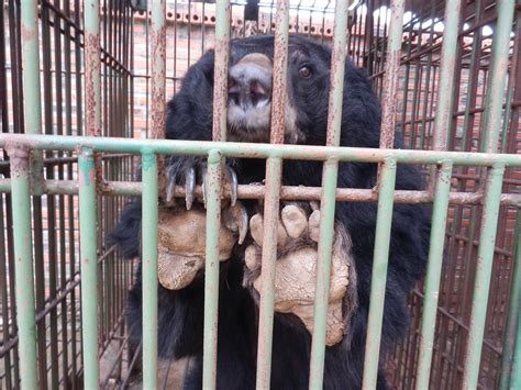 Across Asia, moon bears may be “vulnerable” but in Vietnam their plight ...