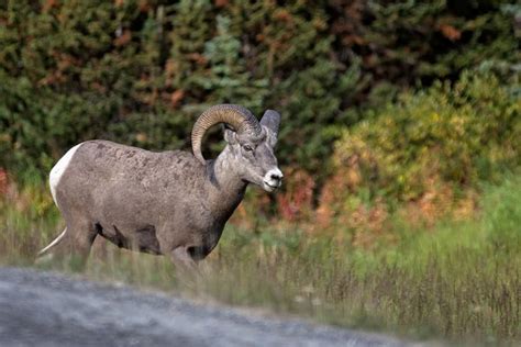 B.C. decision to cull predators while expanding bighorn sheep hunt ...