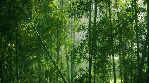 A lush and vibrant bamboo forest in China 34818373 Stock Video at Vecteezy