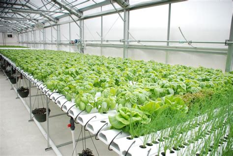 Farming/AI in Hydroponics: The Future Of Smart Farming