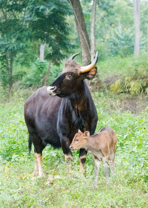 Indian gaur & calf by Mohammed Salman on 500px | Animals wild, Animals, Calves