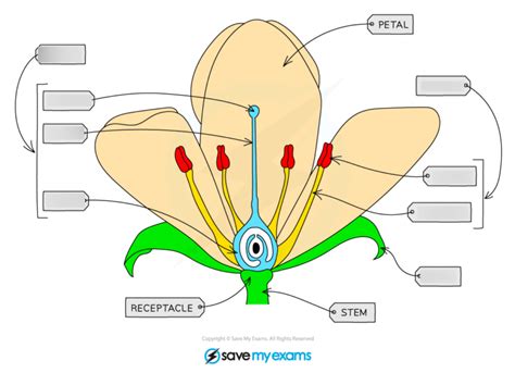 Plant Reproduction Diagram