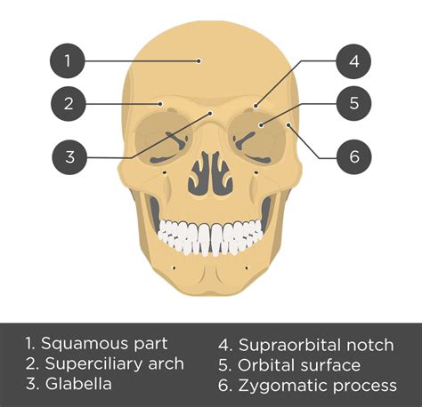 Frontal Bone Anatomy | GetBodySmart