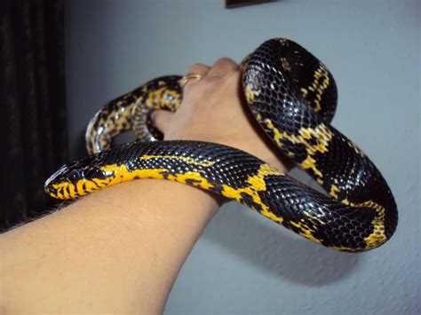 Russian Ratsnake | Reptile snakes, Cute snake, Reptiles and amphibians