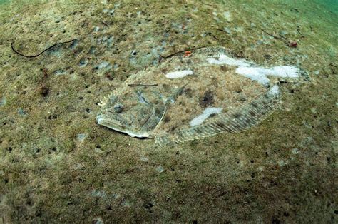 Five fun facts about flatfish - Oceana Canada