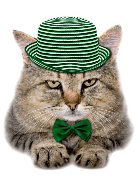 Check Out These 12 Adorable Irish Cat Names Story - The Discerning Cat