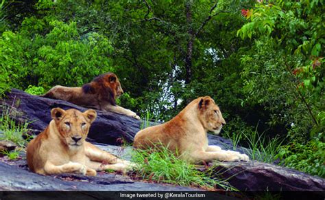 19-Year-Old Ailing Lioness Dies At Kerala's Neyyar Dam Lion Safari Park