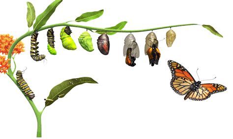 Butterfly Life Cycle - Lake Highlands Community Garden