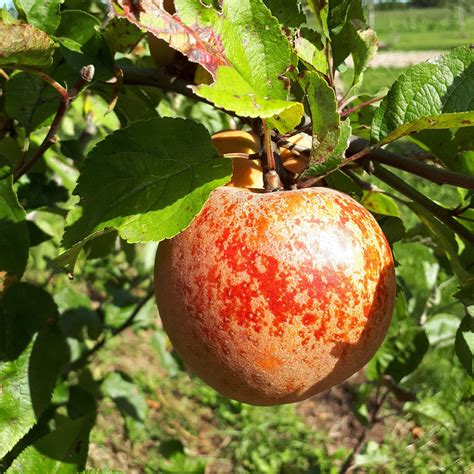 Roxbury Russet Apple – Silver Creek Nursery