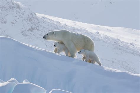 Spring Polar Bears & Icebergs of Baffin Webinar