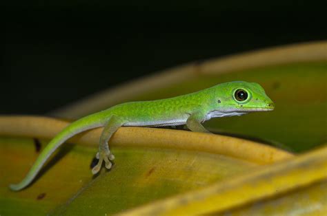 Andaman Day Gecko: Fleet-footed Flecks of Green | RoundGlass | Sustain