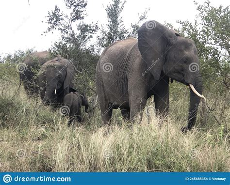 African Elephants, Kruger National Park. Stock Photo - Image of ...