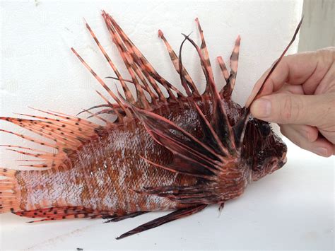 Lionfish, Scorpionfish, And Stonefish Toxicity Article