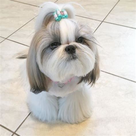 shih tzu grooming styles | Shih tzu grooming, Dog grooming styles, Shih tzu puppy