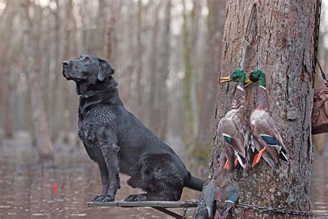 Arkansas Duck Hunting Not Dead Yet | Arkansas Business News | ArkansasBusiness.com