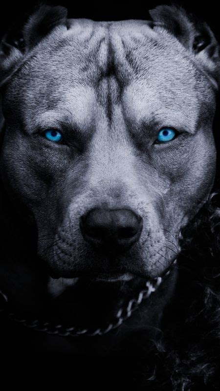 Blue Pitbull Wallpaper