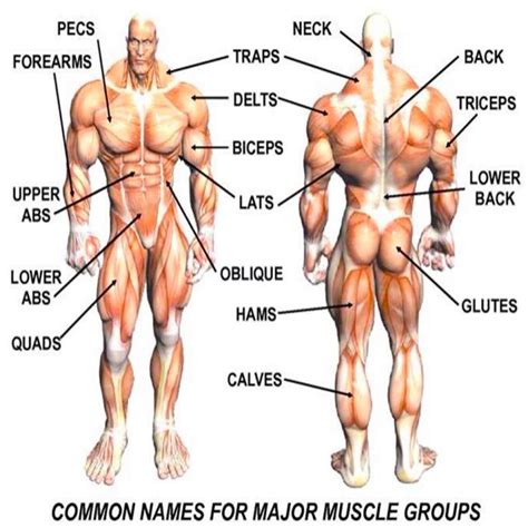 Major Muscle Group Names - Healthy Fitness Tips Tricks Training - FITNESS HASHTAG | Muscle ...